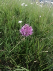 Allium clathratum