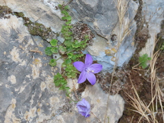 Campanula arvatica