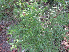Croton linearis