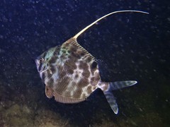 Metavelifer multiradiatus