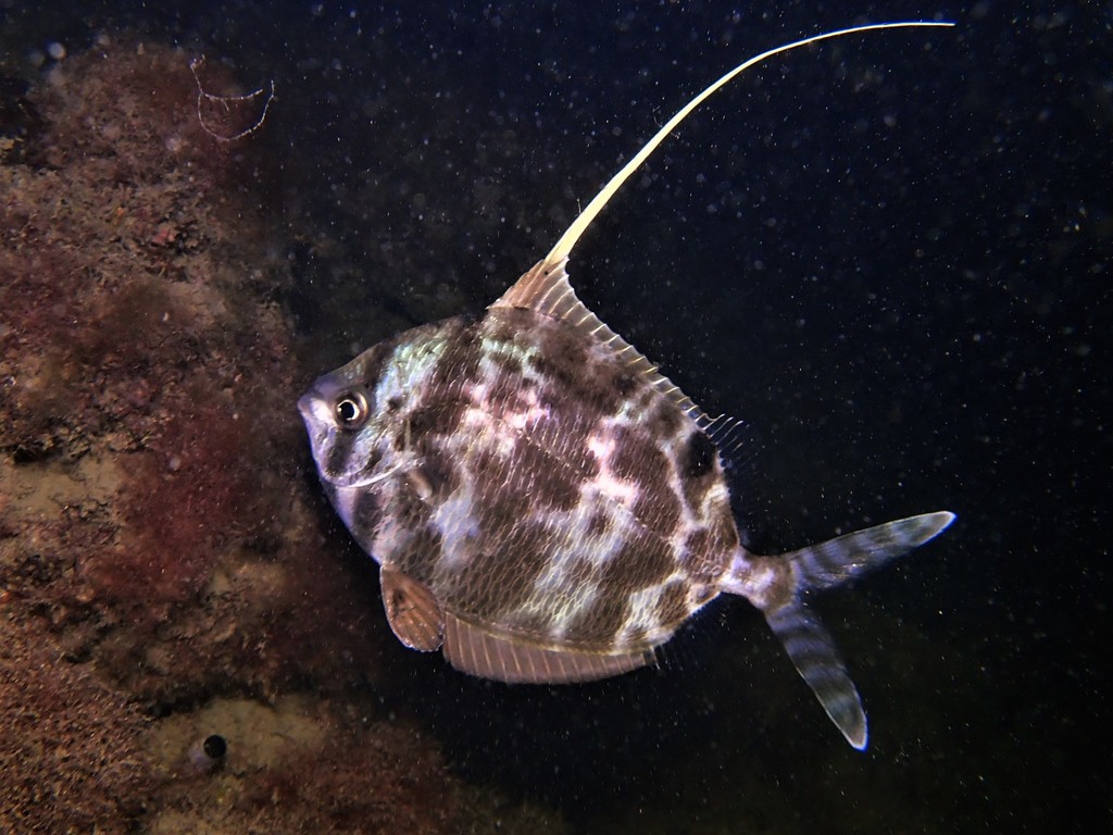 Spinyfin Velifer
