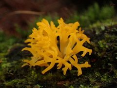 Calocera furcata