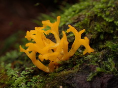 Calocera furcata
