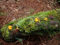 Calocera furcata