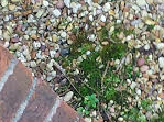 Bryophyta
