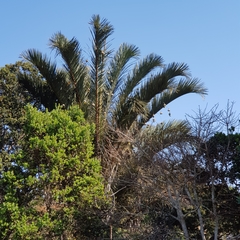 Raphia australis