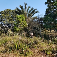 Raphia australis