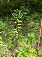 Elymus hystrix hystrix
