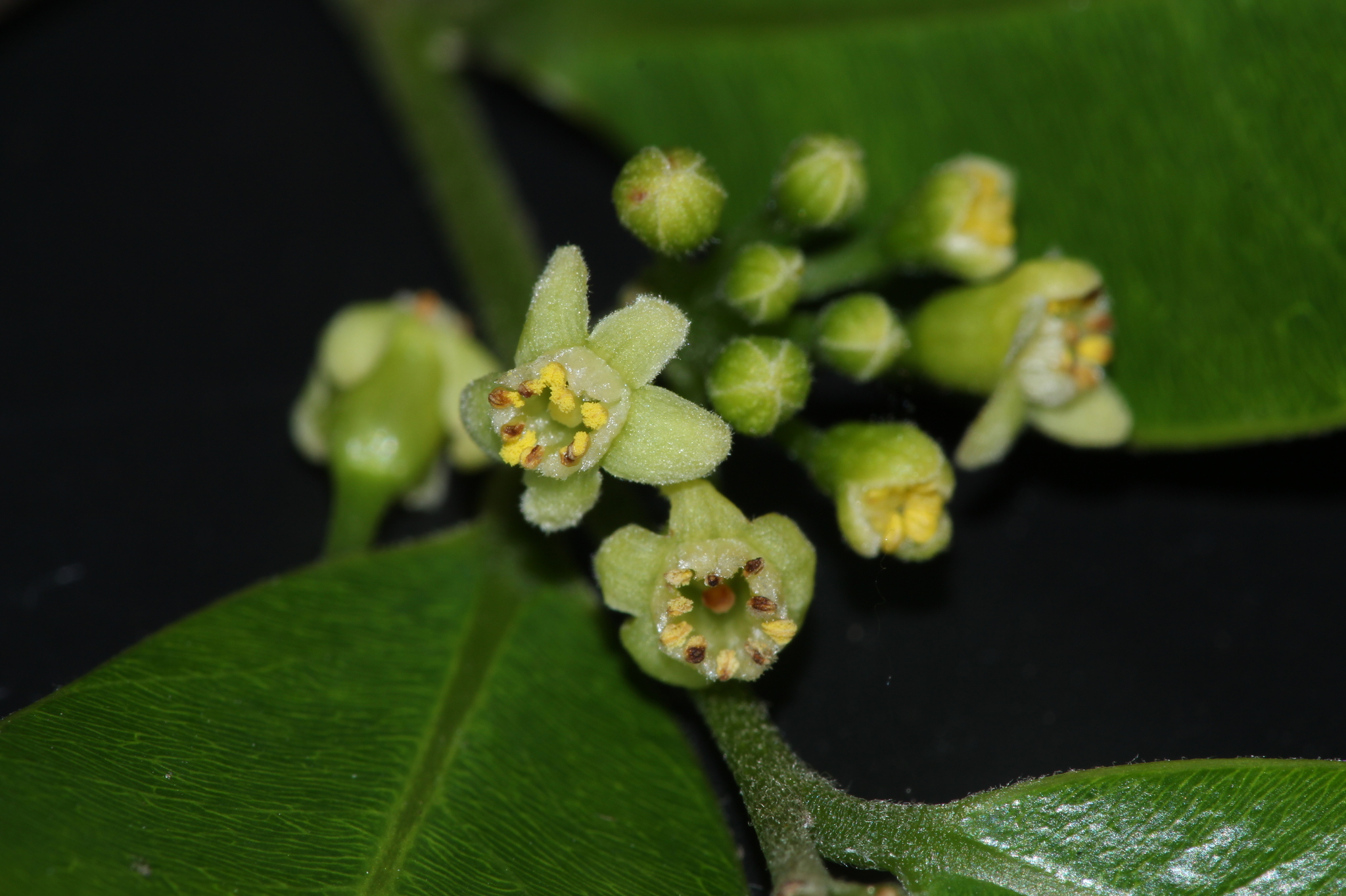 Aquilaria hirta