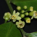 Aquilaria hirta - Photo (c) loupok, μερικά δικαιώματα διατηρούνται (CC BY-NC-ND)