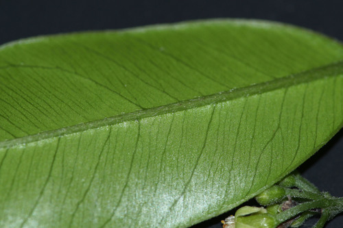 Aquilaria microcarpa