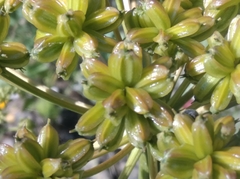 Molopospermum peloponnesiacum