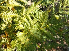 Molopospermum peloponnesiacum