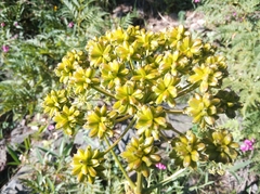 Molopospermum peloponnesiacum