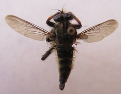 Amblyonychus trapezoidalis