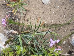 Polygala wittebergensis
