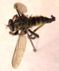 Amblyonychus trapezoidalis