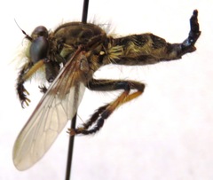 Amblyonychus trapezoidalis