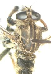 Amblyonychus trapezoidalis