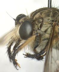 Amblyonychus trapezoidalis