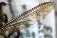 Amblyonychus trapezoidalis