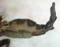 Amblyonychus trapezoidalis