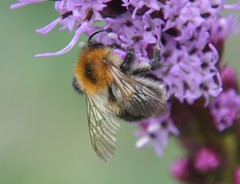 Bombus pascuorum