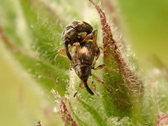 Nanophyes marmoratus