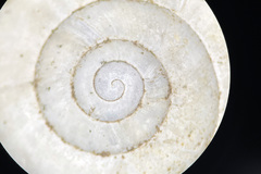 Mesomphix inornatus