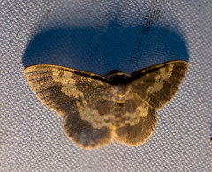 Peratophyga hyalinata