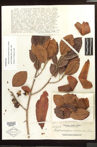 Dipterocarpus kerrii · iNaturalist