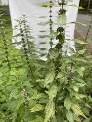 Leonurus cardiaca