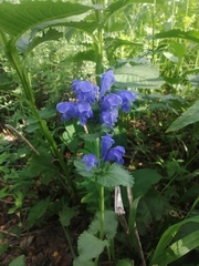 Dracocephalum grandiflorum