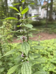 Leonurus cardiaca