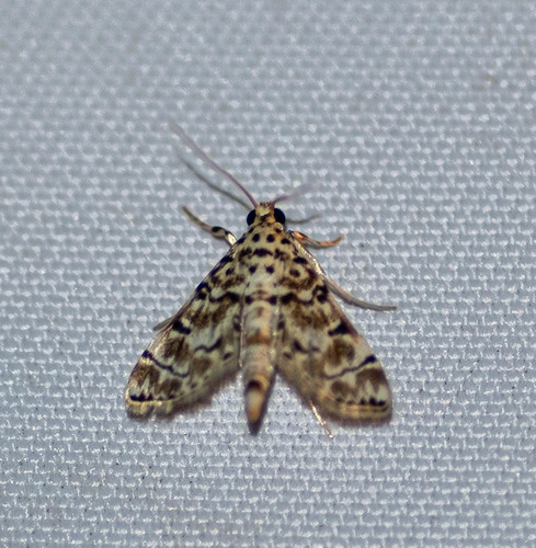 Metoeca foedalis