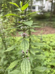 Leonurus cardiaca