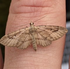 Eupithecia unicolor