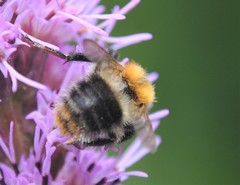 Bombus pascuorum