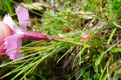 Dianthus alpinus