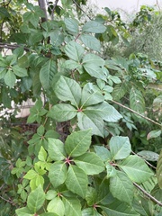 Parthenocissus quinquefolia image