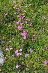 Dianthus alpinus