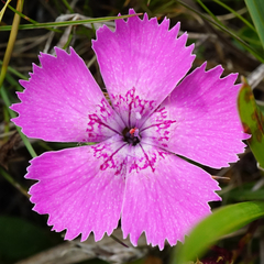 Dianthus alpinus
