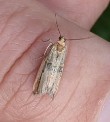 Dasypyga alternosquamella