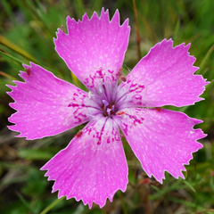 Dianthus alpinus