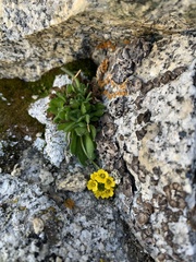 Draba lemmonii