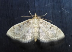 Anania quebecensis