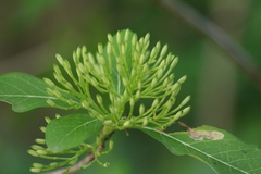 Pavetta indica