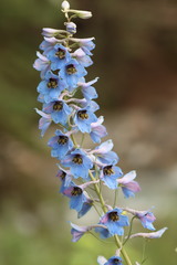Delphinium cultorum