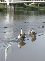 Anser anser domesticus × anser cygnoides domesticus