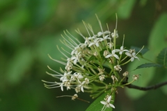 Pavetta indica